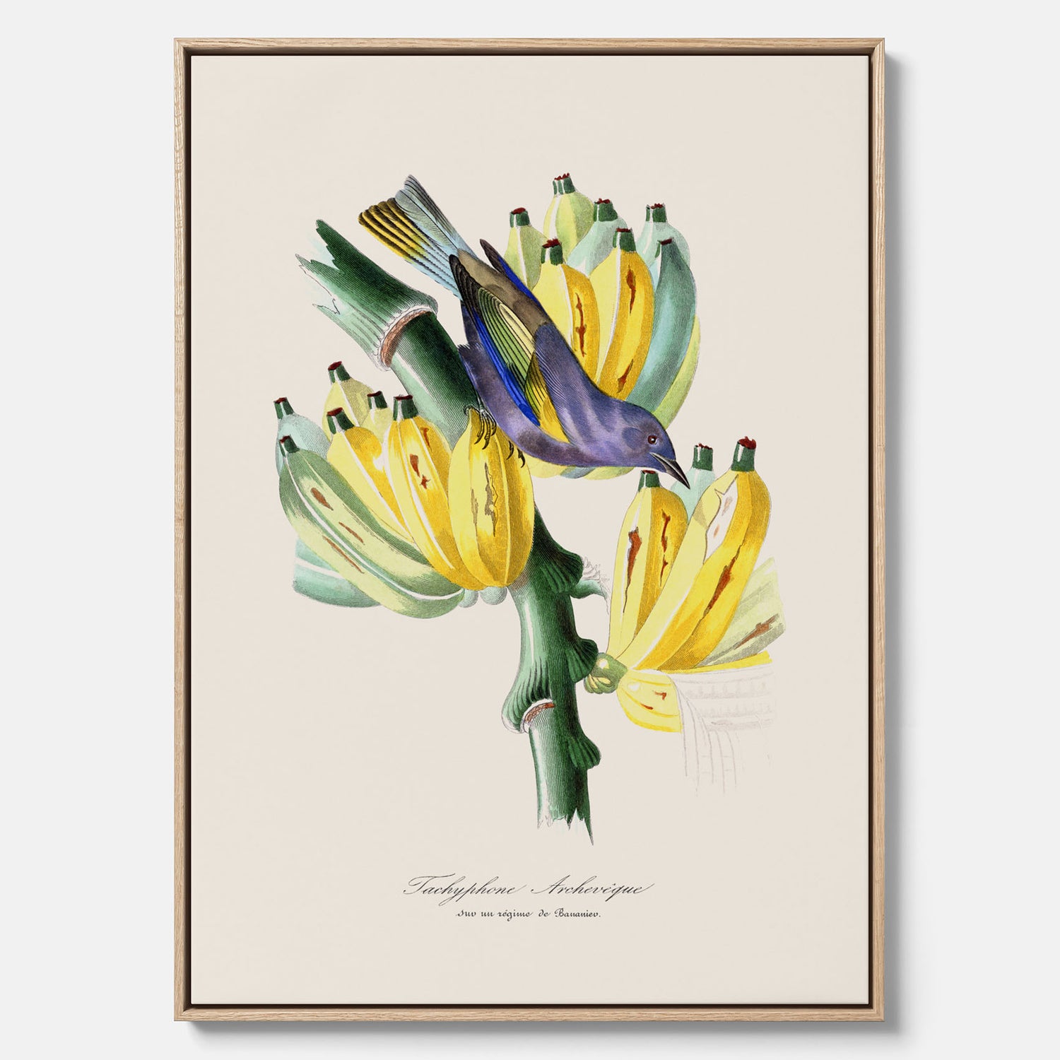 Kökstavla med en Tachyphonus &amp; Banan canvas  – Vintageposter med fågel och banan, tavla till kök, köksposter, poster till kök