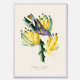 Kökstavla med en Tachyphonus & Banan poster  – Vintageposter med fågel och banan, tavla till kök, köksposter, poster till kök