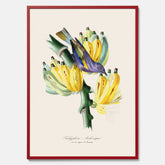 Kökstavla med en Tachyphonus & Banan poster  – Vintageposter med fågel och banan, tavla till kök, köksposter, poster till kök
