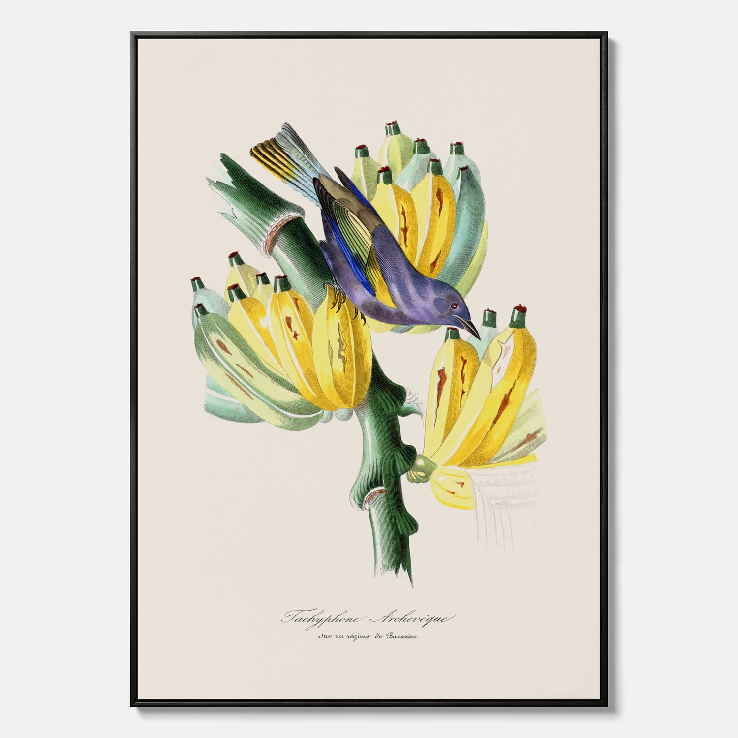 Kökstavla med en Tachyphonus &amp; Banan canvas  – Vintageposter med fågel och banan, tavla till kök, köksposter, poster till kök