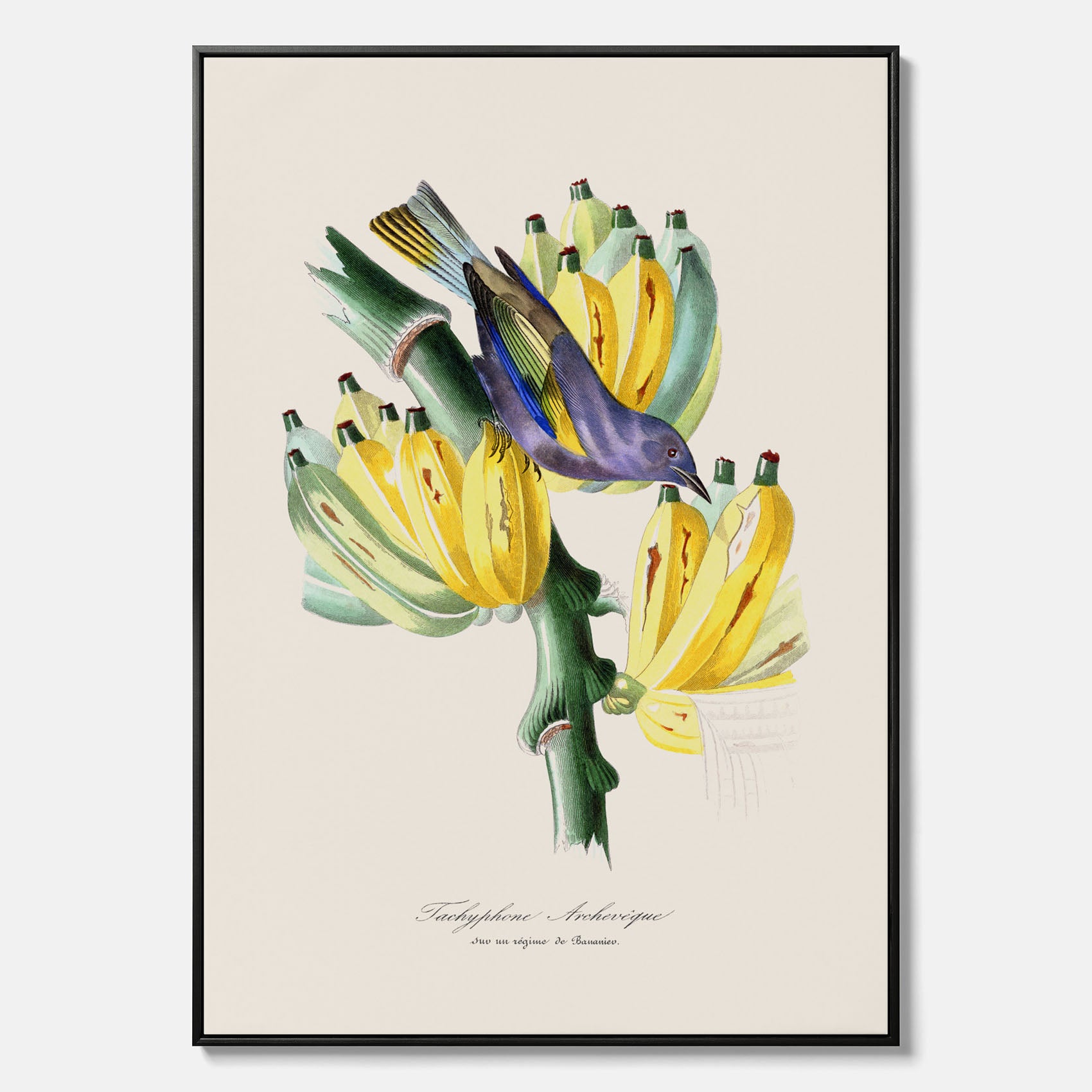 Kökstavla med en Tachyphonus &amp; Banan canvas  – Vintageposter med fågel och banan, tavla till kök, köksposter, poster till kök