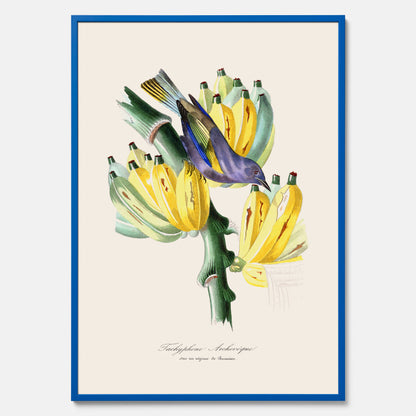 Kökstavla med en Tachyphonus &amp; Banan poster  – Vintageposter med fågel och banan, tavla till kök, köksposter, poster till kök