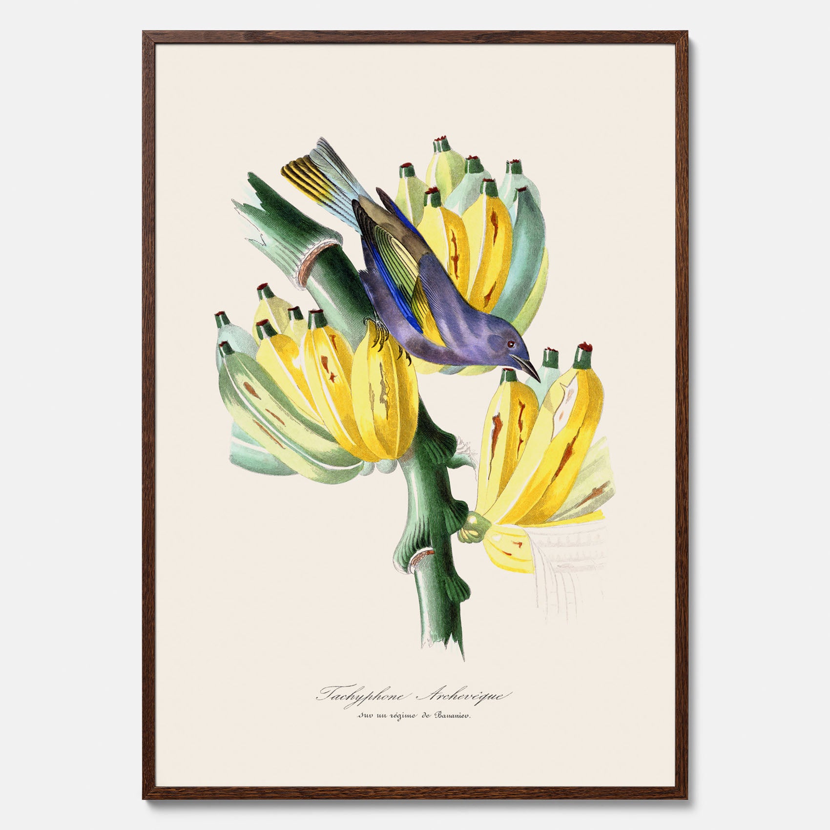 Kökstavla med en Tachyphonus &amp; Banan poster  – Vintageposter med fågel och banan, tavla till kök, köksposter, poster till kök