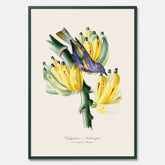 Kökstavla med en Tachyphonus & Banan poster  – Vintageposter med fågel och banan, tavla till kök, köksposter, poster till kök