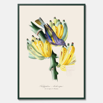 Kökstavla med en Tachyphonus &amp; Banan poster  – Vintageposter med fågel och banan, tavla till kök, köksposter, poster till kök