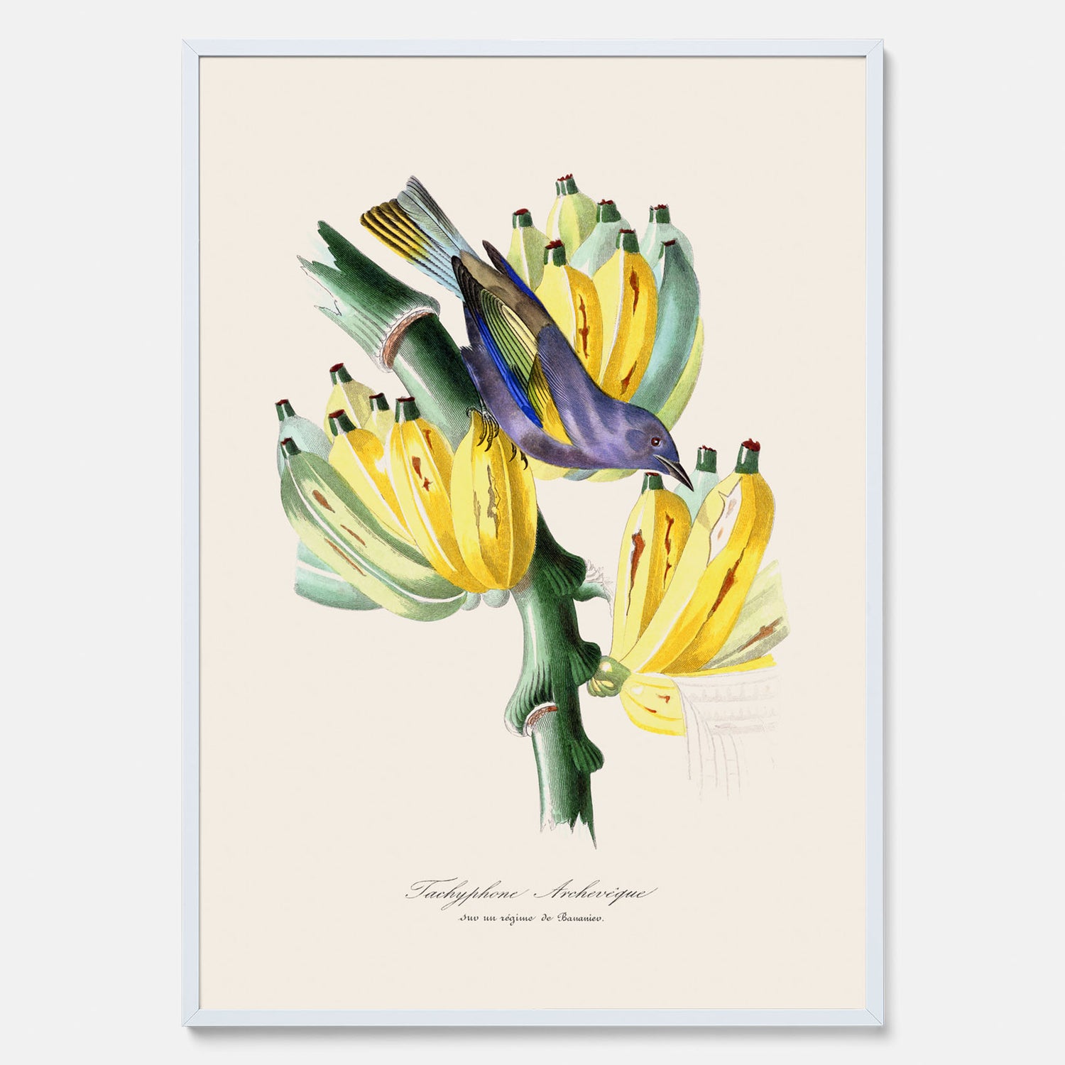 Kökstavla med en Tachyphonus &amp; Banan poster  – Vintageposter med fågel och banan, tavla till kök, köksposter, poster till kök