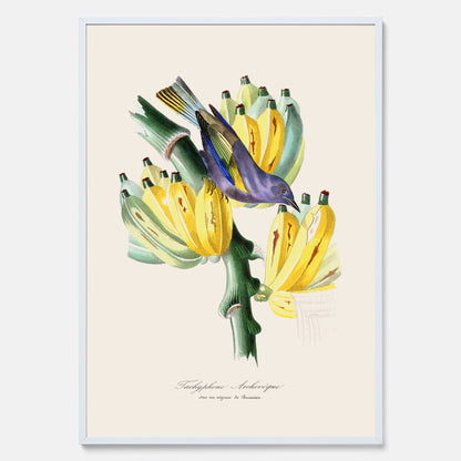 Kökstavla med en Tachyphonus &amp; Banan poster  – Vintageposter med fågel och banan, tavla till kök, köksposter, poster till kök
