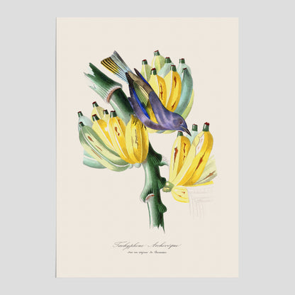 Kökstavla med en Tachyphonus &amp; Banan poster  – Vintageposter med fågel och banan, tavla till kök, köksposter, poster till kök