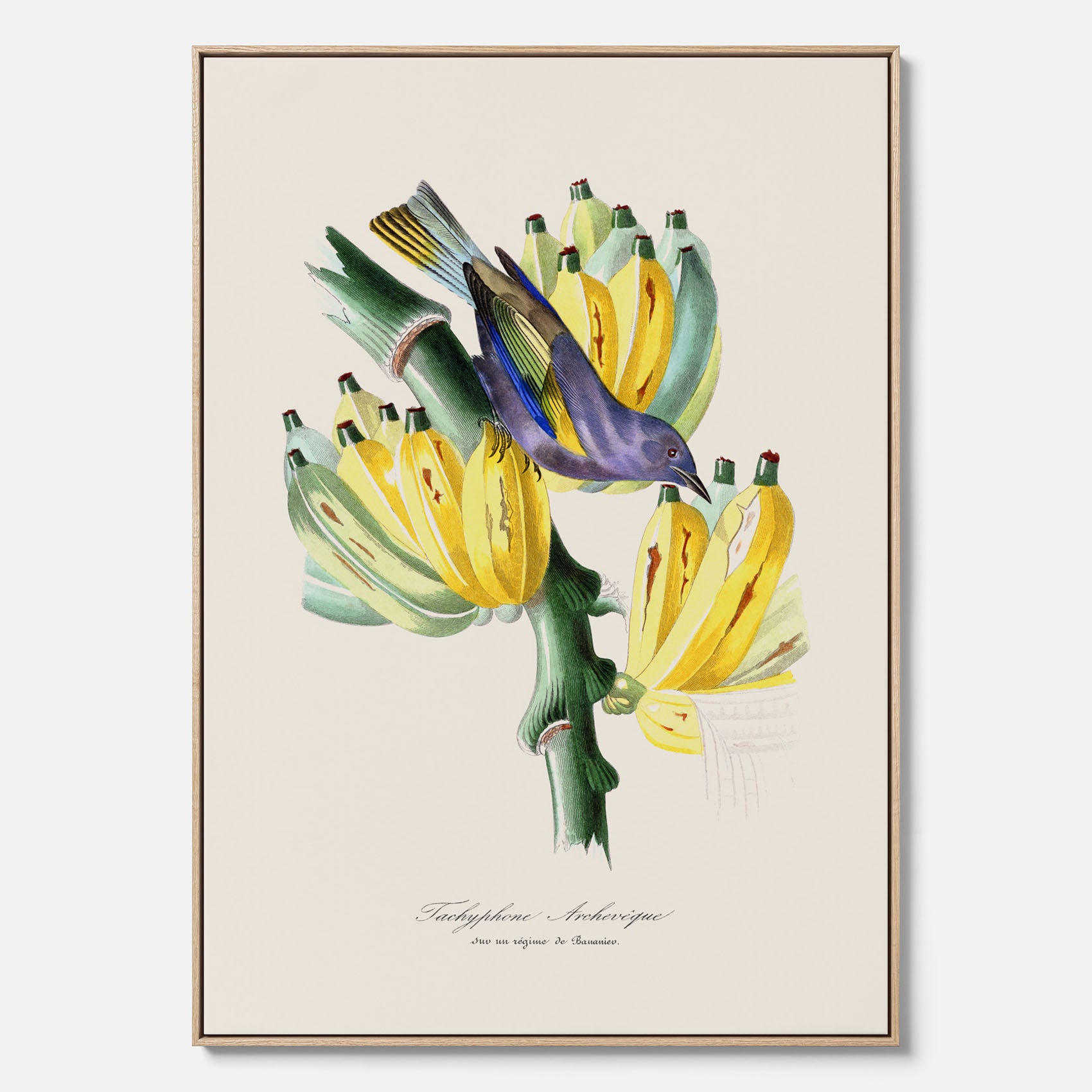 Kökstavla med en Tachyphonus &amp; Banan canvas  – Vintageposter med fågel och banan, tavla till kök, köksposter, poster till kök