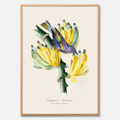 Kökstavla med en Tachyphonus &amp; Banan poster  – Vintageposter med fågel och banan, tavla till kök, köksposter, poster till kök