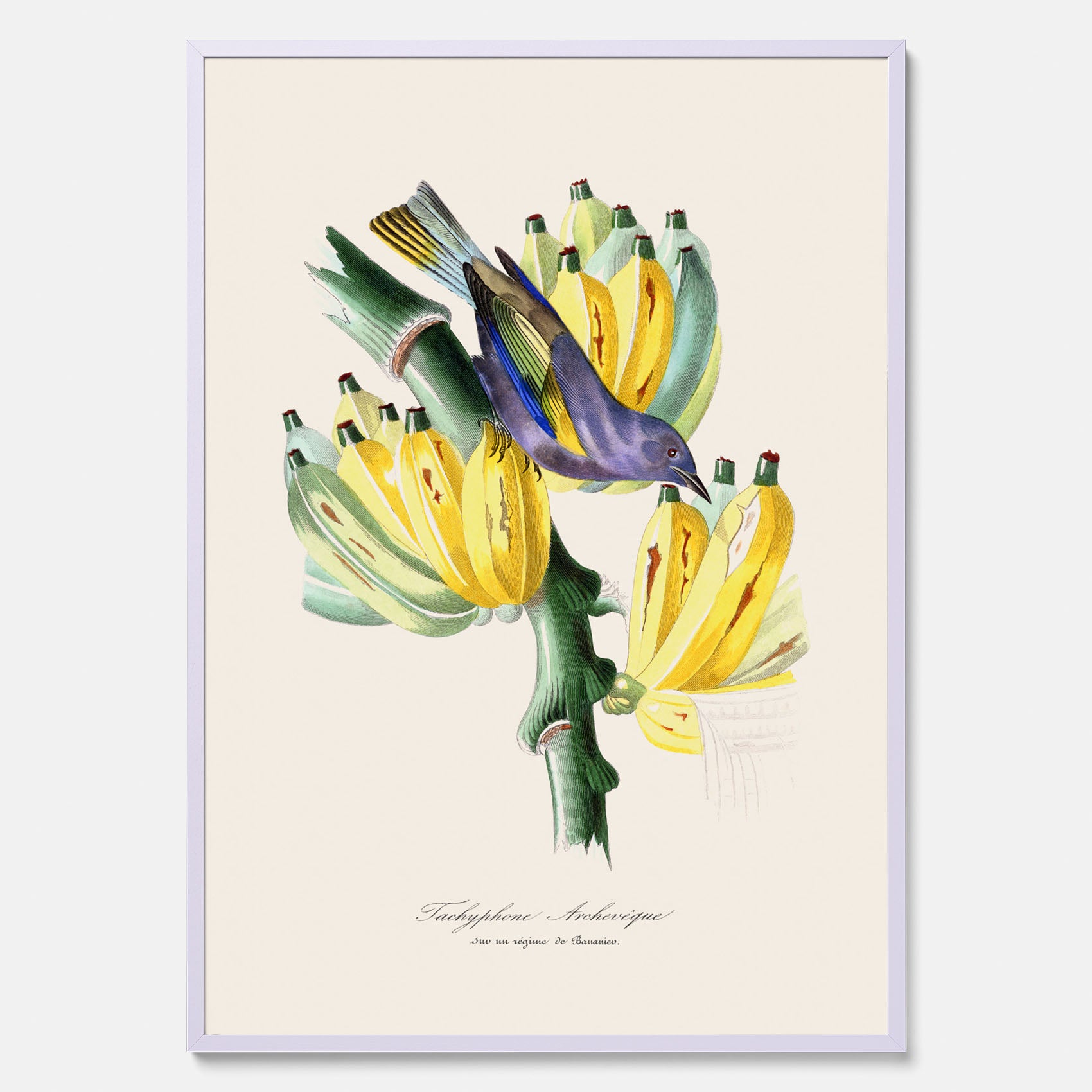 Kökstavla med en Tachyphonus &amp; Banan poster  – Vintageposter med fågel och banan, tavla till kök, köksposter, poster till kök