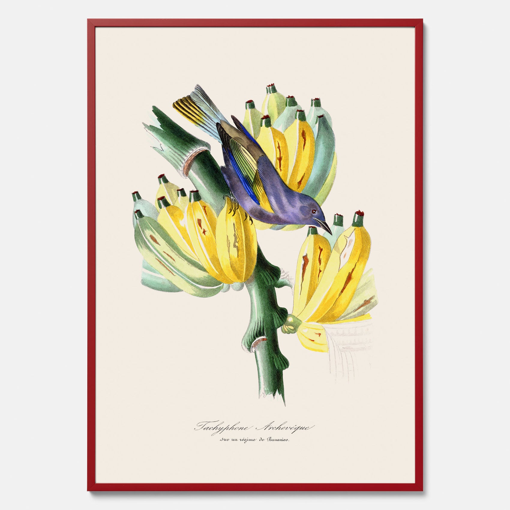 Kökstavla med en Tachyphonus &amp; Banan poster  – Vintageposter med fågel och banan, tavla till kök, köksposter, poster till kök