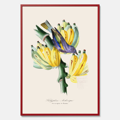 Kökstavla med en Tachyphonus &amp; Banan poster  – Vintageposter med fågel och banan, tavla till kök, köksposter, poster till kök