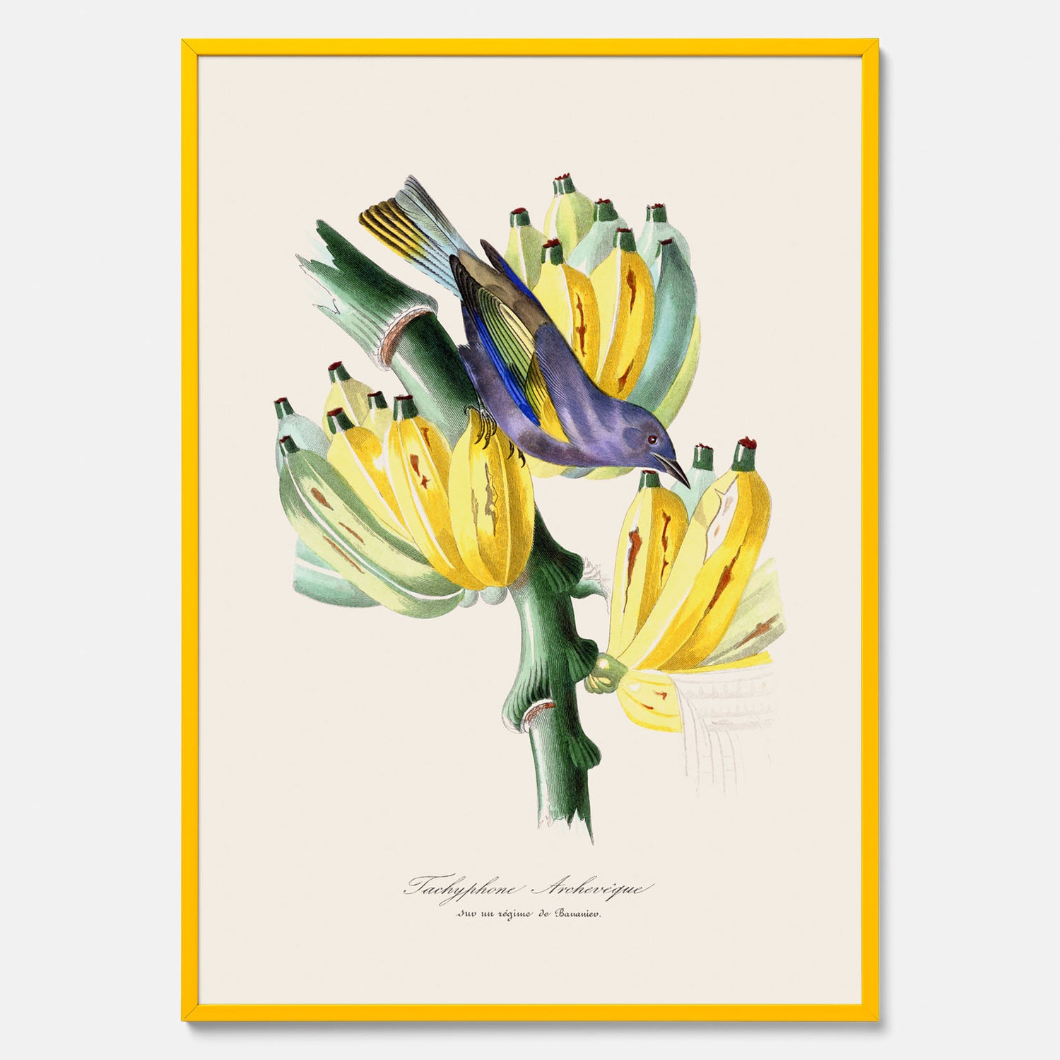 Kökstavla med en Tachyphonus &amp; Banan poster  – Vintageposter med fågel och banan, tavla till kök, köksposter, poster till kök