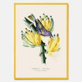 Kökstavla med en Tachyphonus & Banan poster  – Vintageposter med fågel och banan, tavla till kök, köksposter, poster till kök