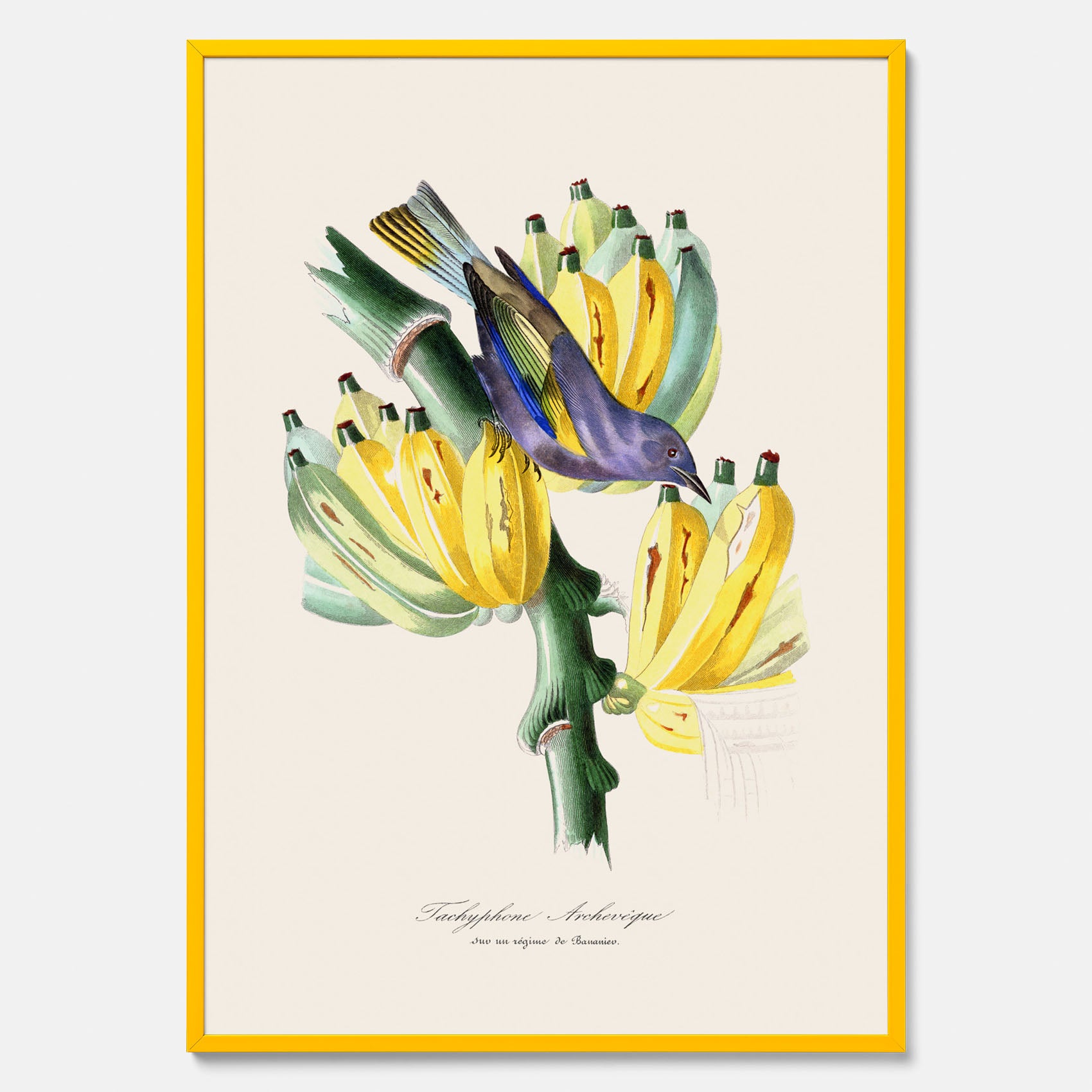 Kökstavla med en Tachyphonus &amp; Banan poster  – Vintageposter med fågel och banan, tavla till kök, köksposter, poster till kök