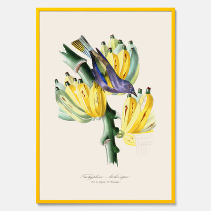 Kökstavla med en Tachyphonus &amp; Banan poster  – Vintageposter med fågel och banan, tavla till kök, köksposter, poster till kök