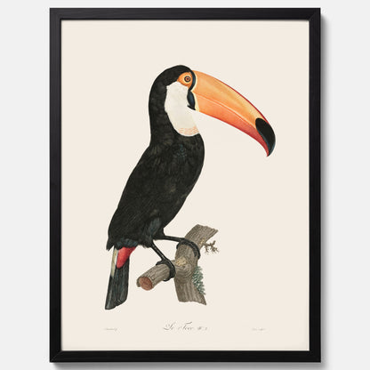 Tavla med Tocotukan poster  – Vintageplansch med fågel
