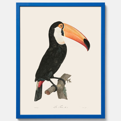 Tavla med Tocotukan poster  – Vintageplansch med fågel