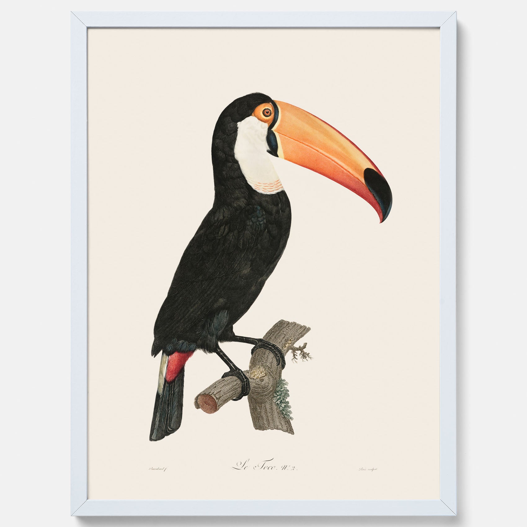 Tavla med Tocotukan poster  – Vintageplansch med fågel