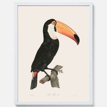 Tavla med Tocotukan poster  – Vintageplansch med fågel