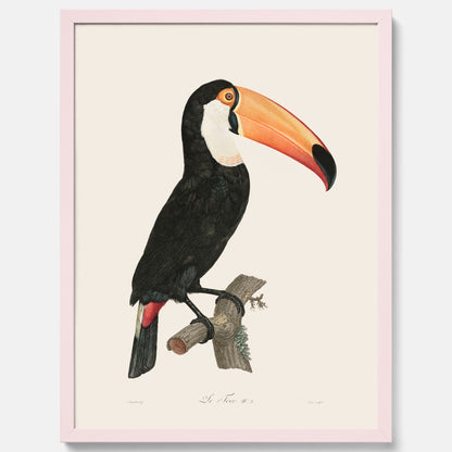 Tavla med Tocotukan poster  – Vintageplansch med fågel