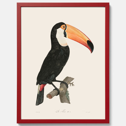 Tavla med Tocotukan poster  – Vintageplansch med fågel
