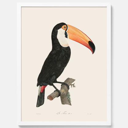 Tavla med Tocotukan poster  – Vintageplansch med fågel