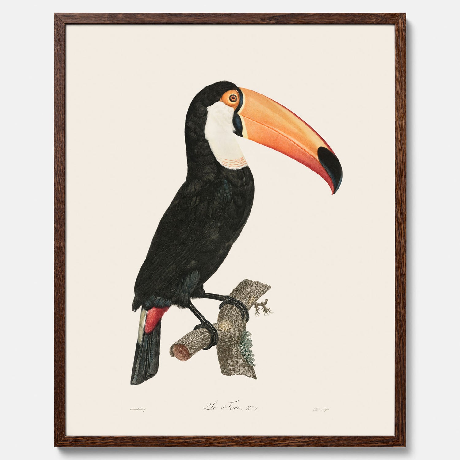 Tavla med Tocotukan poster  – Vintageplansch med fågel