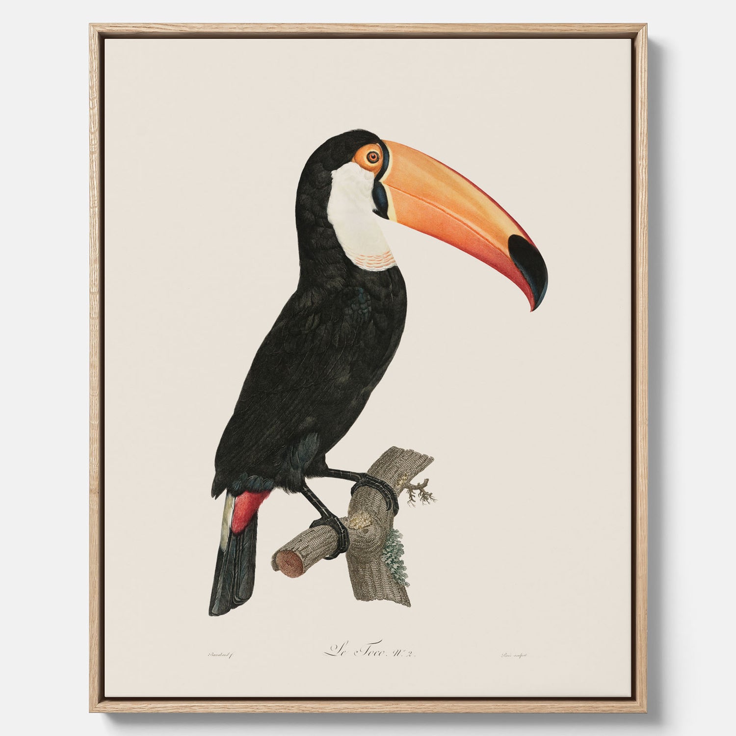 Tavla med Tocotukan canvas  – Vintageplansch med fågel