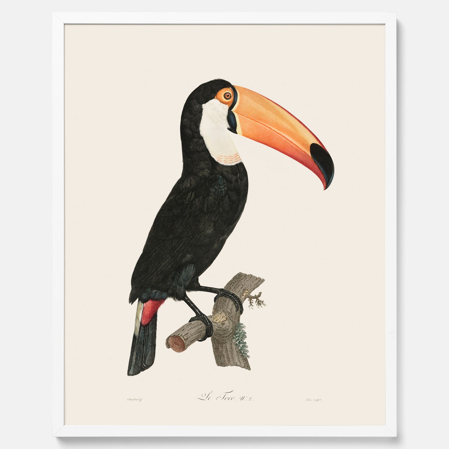 Tavla med Tocotukan poster  – Vintageplansch med fågel