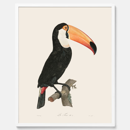 Tavla med Tocotukan poster  – Vintageplansch med fågel
