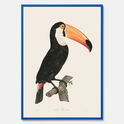 Tavla med Tocotukan poster  – Vintageplansch med fågel