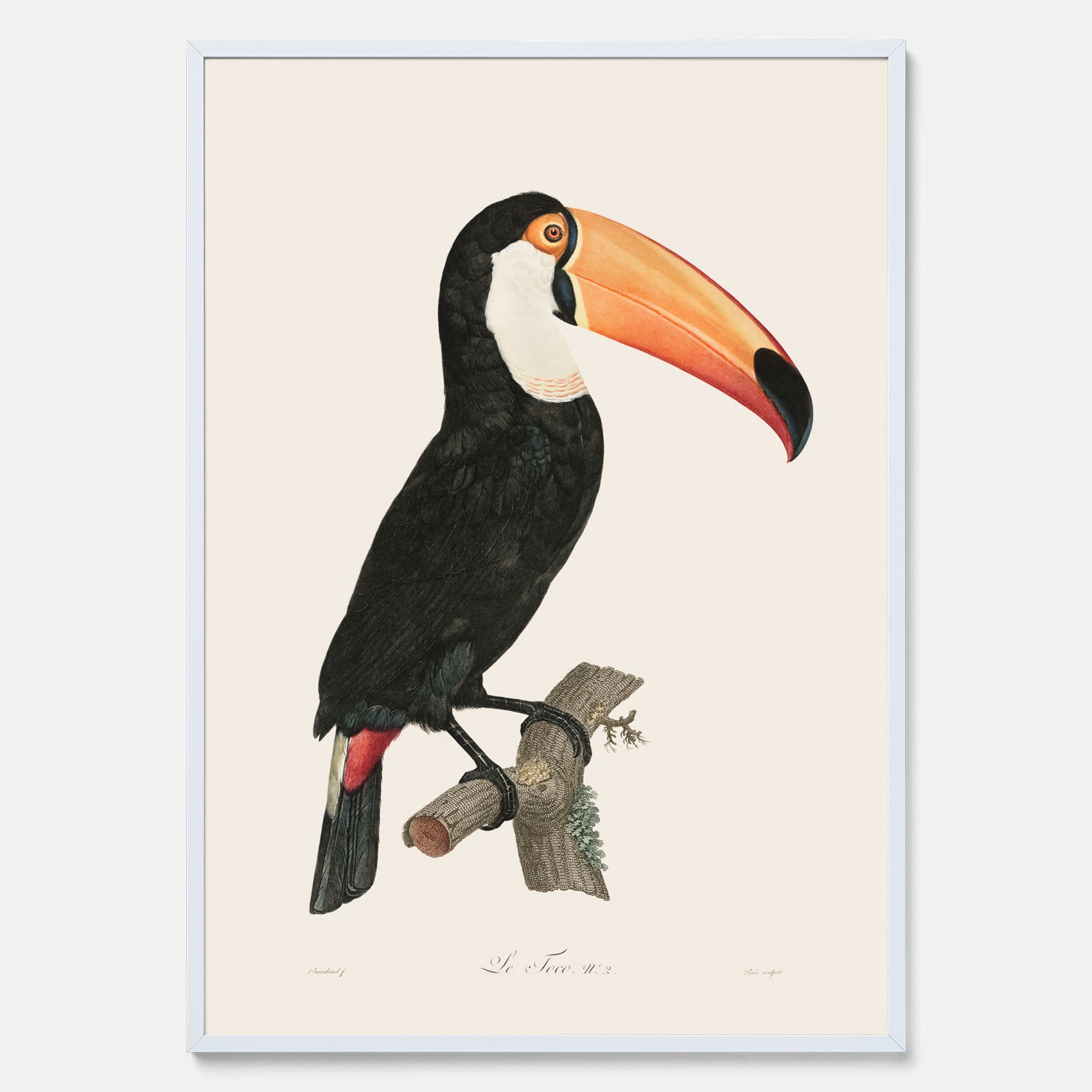 Tavla med Tocotukan poster  – Vintageplansch med fågel
