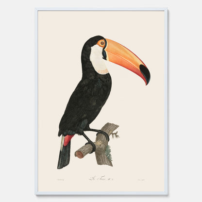 Tavla med Tocotukan poster  – Vintageplansch med fågel