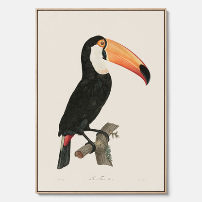 Tavla med Tocotukan canvas  – Vintageplansch med fågel