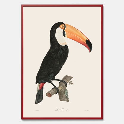 Tavla med Tocotukan poster  – Vintageplansch med fågel