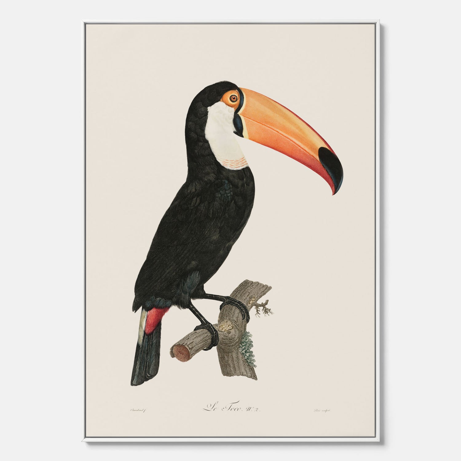 Tavla med Tocotukan canvas  – Vintageplansch med fågel