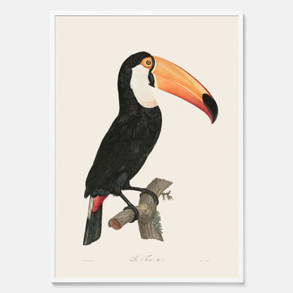 Tavla med Tocotukan poster  – Vintageplansch med fågel