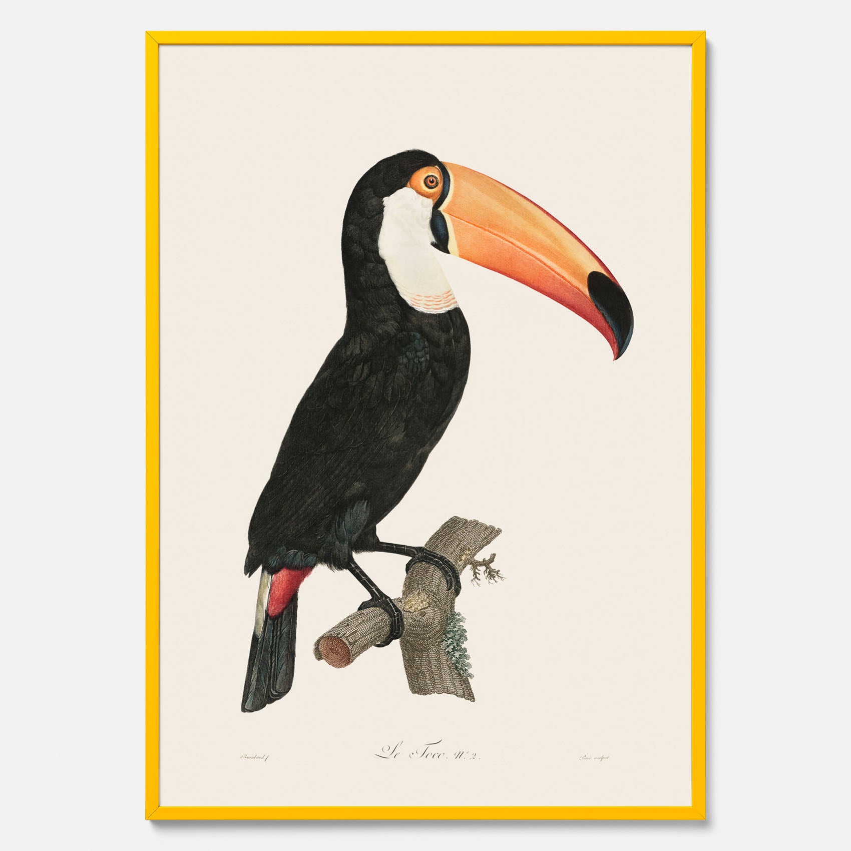 Tavla med Tocotukan poster  – Vintageplansch med fågel