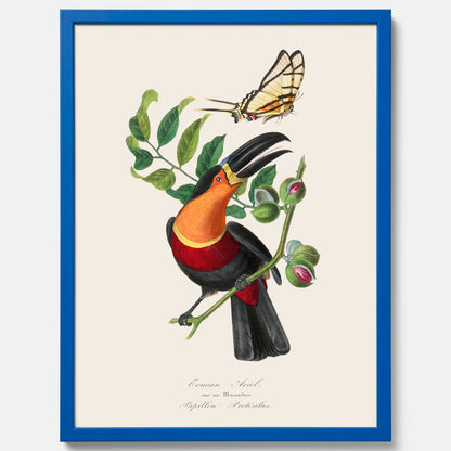 Tavla med en vintageposter med Gulbröstad Tukan och en Riddarfjäril (Protesilaus protesilaus).