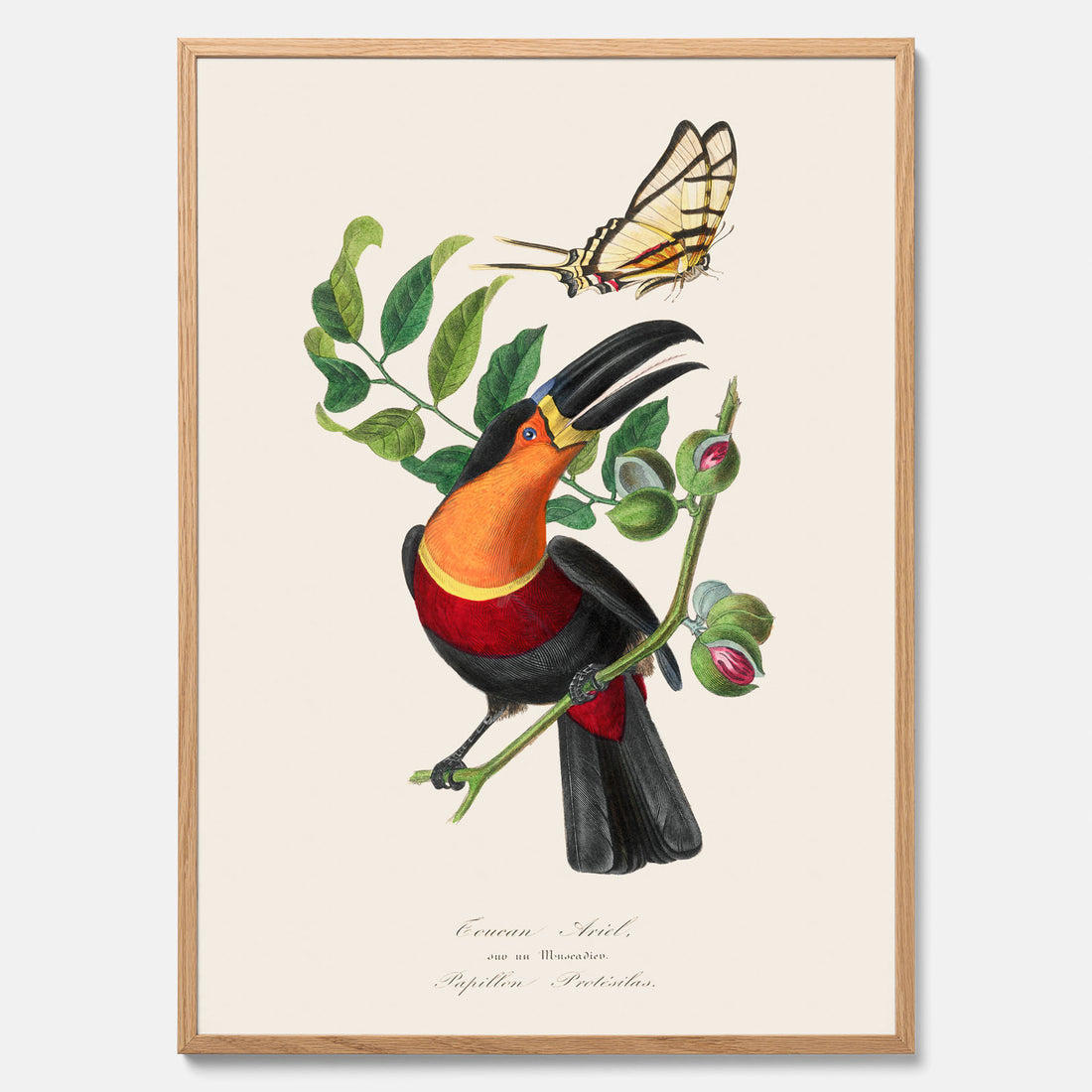 Tavla med en vintageposter med Gulbröstad Tukan och en Riddarfjäril (Protesilaus protesilaus).