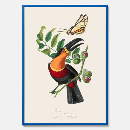 Tavla med en vintageposter med Gulbröstad Tukan och en Riddarfjäril (Protesilaus protesilaus).