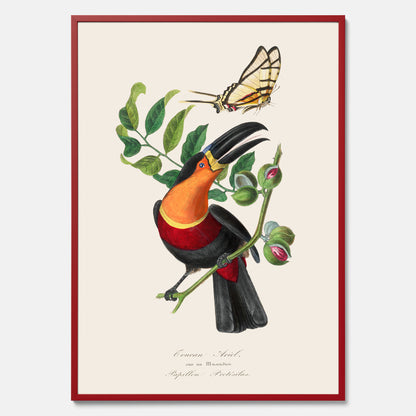 Tavla med en vintageposter med Gulbröstad Tukan och en Riddarfjäril (Protesilaus protesilaus).