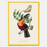 Tavla med en vintageposter med Gulbröstad Tukan och en Riddarfjäril (Protesilaus protesilaus).