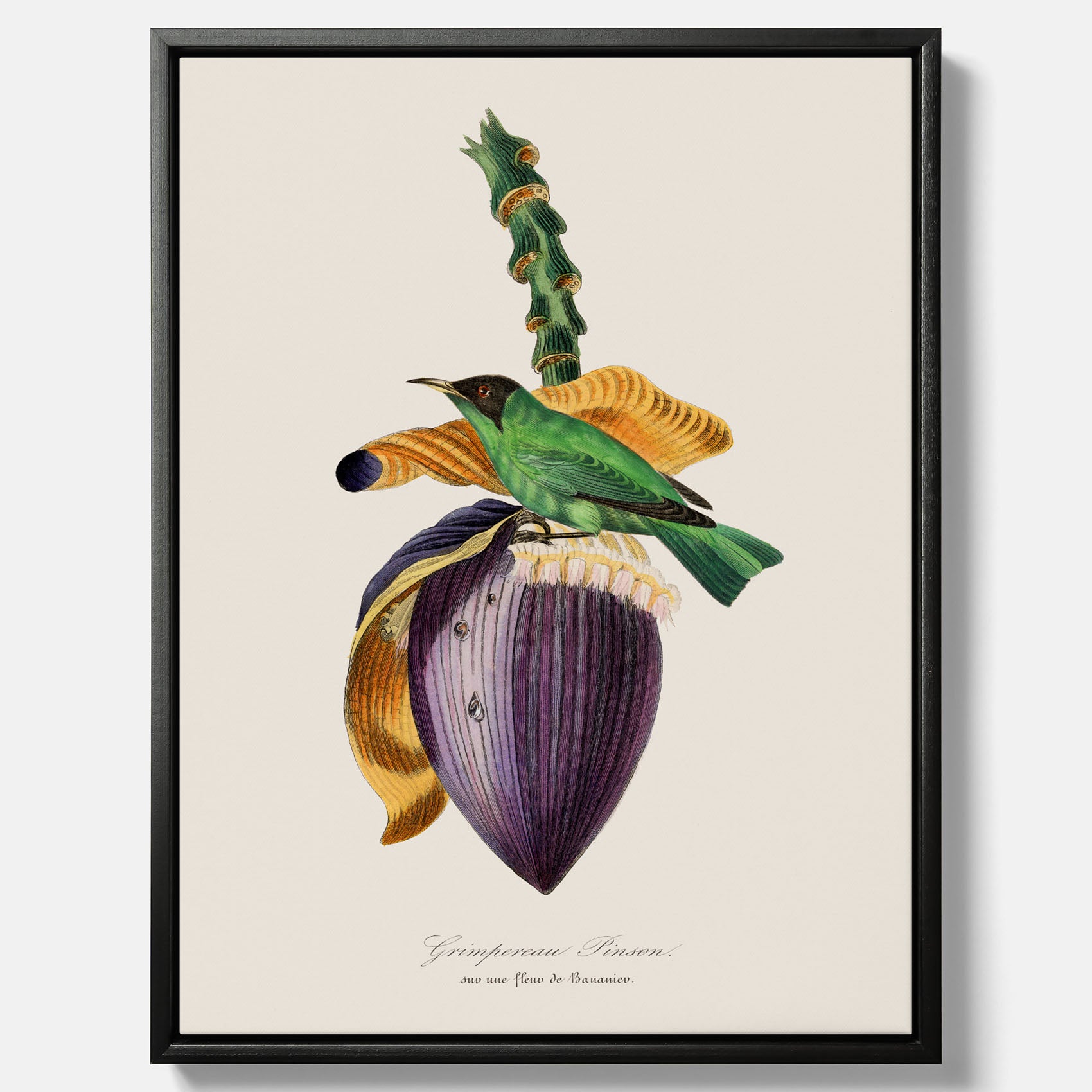 Canvastavla till kök med Trädkrypare &amp; Bananblomma – Vintageplansch med fågel och blomma, tavla till kök, köksposter, poster till kök