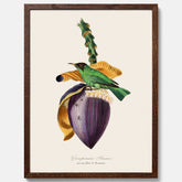 Kökstavla med Trädkrypare & Bananblomma poster – Vintageplansch med fågel och blomma, tavla till kök, köksposter, poster till kök