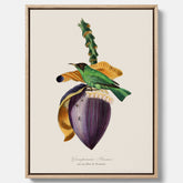 Canvastavla till kök med Trädkrypare & Bananblomma – Vintageplansch med fågel och blomma, tavla till kök, köksposter, poster till kök