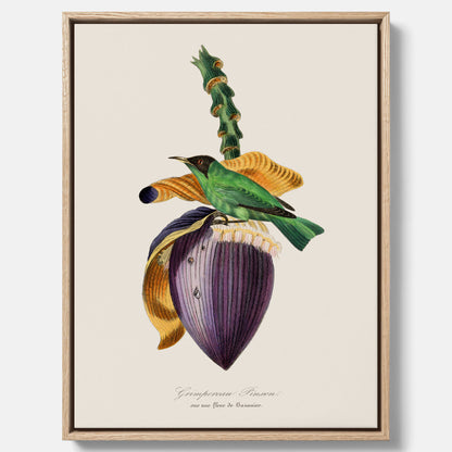 Canvastavla till kök med Trädkrypare &amp; Bananblomma – Vintageplansch med fågel och blomma, tavla till kök, köksposter, poster till kök