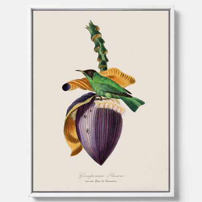 Canvastavla till kök med Trädkrypare &amp; Bananblomma – Vintageplansch med fågel och blomma, tavla till kök, köksposter, poster till kök